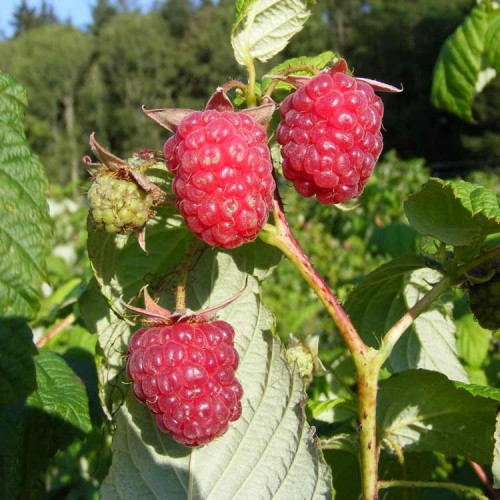 Raspberry Canes Tulameen Late Fruiting Raspberry Cane | ScotPlants Direct